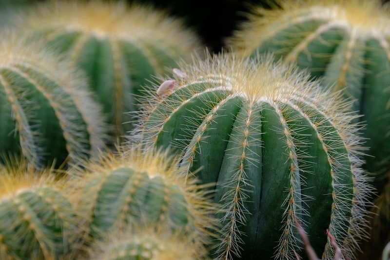 Bohemian Chic Succulents